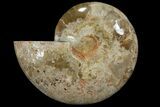 Choffaticeras (Daisy Flower) Ammonite Half - Madagascar #111315-1